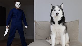 Husky Pranked By Michael Meyers [upl. by Annenn]