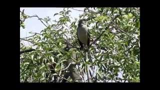 Northern Mockingbird song [upl. by Malinda]