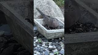 Mourning dove amp grackle bird 🥰backyardnaturebirds [upl. by Nrojb484]