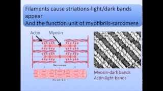 Muscle Anatomy and Physiology Song [upl. by Gschu631]