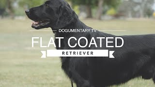 LOVING THE FLAT COATED RETRIEVER [upl. by Kimball]