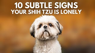 10 Signs Your Shih Tzu is Lonely But You Don’t Know [upl. by Barnebas]