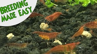 How to BREED CHERRY SHRIMP Neocaridina Top 5 TIPS FOR SUCCESS [upl. by Jacklin]