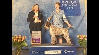 Grooming the Lagotto Puppy [upl. by Donnelly]