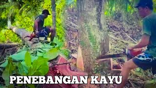 CHAINSAW STIHL CUTTER PENEBANGAN POHON DI HUTAN [upl. by Neelloc]