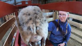 Milking Icelandic Sheep [upl. by Gyatt558]