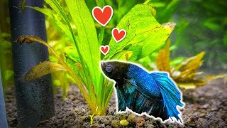 7 Popular Plants for Betta Fish You Need to Try [upl. by Alvita]