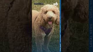 73yearold Ashville woman and neighbors pet die after being mauled by dog [upl. by Ahselak]