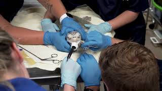 Fish Hook Removal From a Rescued Kemps Ridley Sea Turtle [upl. by Mendy]