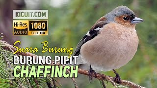 Suara Burung Pipit Chaffinch  CHAFFINCH Bird Sound [upl. by Attena42]