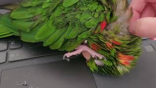 Removing Pin Feathers from Wings Regen the White Eyed Conure [upl. by Ecarret317]