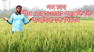 গম চাষ কি রোগ লাগলে কি বালাইনাশক দিবে। [upl. by Yticilef]