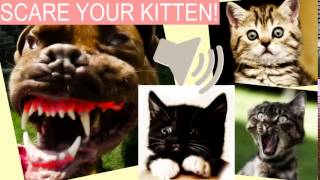 SCARE YOUR KITTEN LOUD ANGRY BARK [upl. by Wycoff]