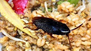 COCKROACH IN RICE [upl. by Liza]