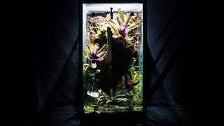 Setup amp Plant Your Naturalistic Vivarium 10g Aquarium to Viv Conversion pt4 [upl. by Merrie]