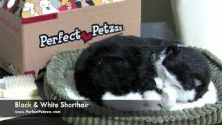 Perfect Petzzz  Black amp White Shorthair [upl. by Cantone90]