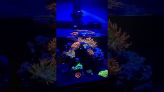 Friday Reef aquarium reeftank [upl. by Leirej]