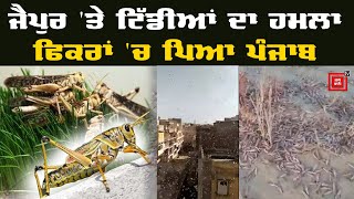 Pakistan ਦੀਆਂ ਕਰੋੜਾਂ ਟਿੱਡੀਆਂ ਵੇਖੋ ਕਿਵੇਂ Punjab ਦੀ ਕਰ ਰਹੀਆਂ ਨੀਂਦ ਹਰਾਮ [upl. by Drofkcor]