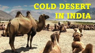 Ladakh Trip  Chapter 5  Nubra Valley  Cold Desert  Khardung La  Hunder  Camel  Sand dune [upl. by Rojam]