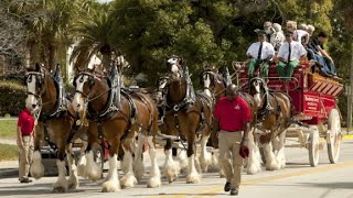 Budweiser Clydesdales to gallop back into the Susquehanna Valley [upl. by Docia]