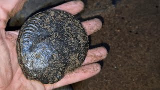 Fossil Hunting in Yorkshire day 4 saltwick bay with some great finds [upl. by Ylrevaw]