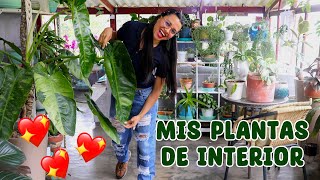 Tour por todas mis bellas plantas de interior │Candy Bu [upl. by Allene]