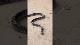 indiancommankarait snakes snakevideo shortfeed youtubeshort trendingnow vairal shorts [upl. by Hannej]