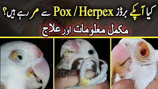 Dangerous PoxHerpes Virus in Birds  Proper Information amp Treatment  UrduHindi  Lodhi Birds [upl. by Anegal62]