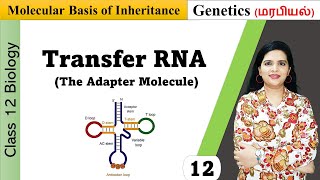 Transfer RNA tRNA  Structure and Functions in Tamil [upl. by Shatzer316]