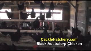 Black Australorp Chickens for Sale Breeder Flock  Cackle Hatchery [upl. by Nortyad]