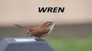 WREN WHAT DO YOU MEAN [upl. by Bradlee]