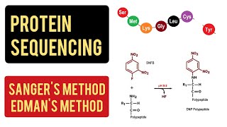 Protein Sequencing  Sangers Method  Edmans Method  Carboxypeptidase Method [upl. by Gone37]