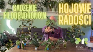 Sadzenie filodendronów i hojowe radości💚 [upl. by Adnawot]