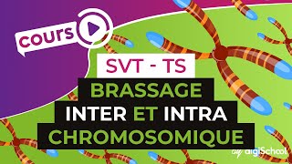 Brassage inter et intra chromosomique  SVT  TS  digiSchool [upl. by Lundell860]