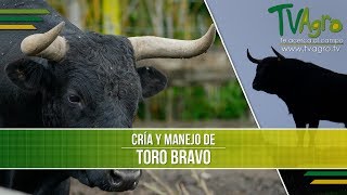 Cualidades de la Cria y Manejo del Toro Bravo o de Lidia TvAgro por Juan Gonzalo Angel [upl. by Felizio]