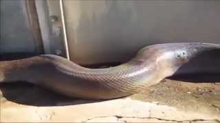 WORLDS BIGGEST ANACONDA SNAKE [upl. by Minna243]