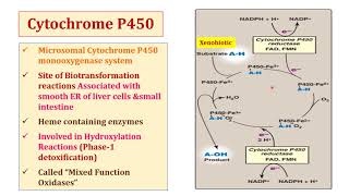 Metabolism of Xenobiotics [upl. by Nivat158]