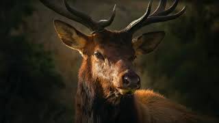 Sound Of Deer  Stag Bellowing Sound Effect  Buck Calling [upl. by Sila]