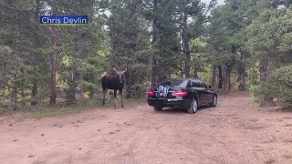 Video Moose Attacks Mercedes Benz In Boulder County [upl. by O'Meara]