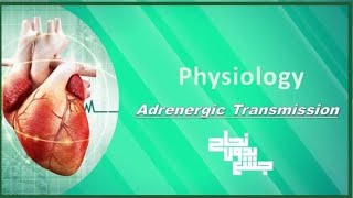 Adrenergic Transmission Physiology L8 [upl. by Smail]