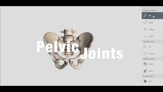 Joints Of Pelvis  Anatomy [upl. by Irt530]