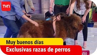 Las razas de perros más exclusivas del mundo  Muy buenos días [upl. by Sedinoel]