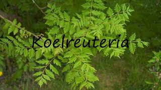 How to Pronounce Koelreuteria [upl. by Nereil]