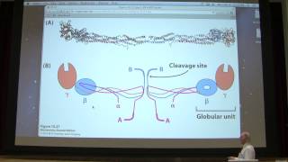 15 Kevin Aherns Biochemistry  Blood Clotting [upl. by Neuberger450]