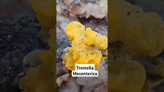 Tremella mesenterica shorts [upl. by Temme]