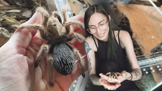 CUTE amp FLUFFY tarantula unboxing pure blood Mexican species [upl. by Dobson]