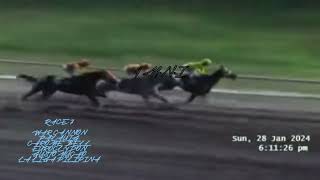 WAR CANNON  PALAUIG  CHRIME BELL  EUROCLYDON  GUSTO MUCHO  LA LIGA PILIPINA RACE 2024 horse [upl. by Sims]