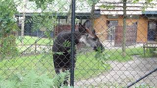 Vacker Okapi Okapi at Copenhagen Zoo Okapia johnstoni Zoologisk Have København [upl. by Orihakat]