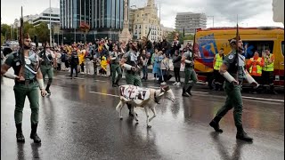 La cabra de la Legión desfilando por las calles de Madrid [upl. by Eerehs635]