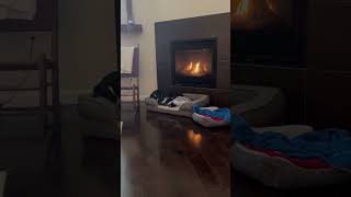 Puppy Dog by Fireplace Nap music doglovers Dogshorts puppy [upl. by Arbba]